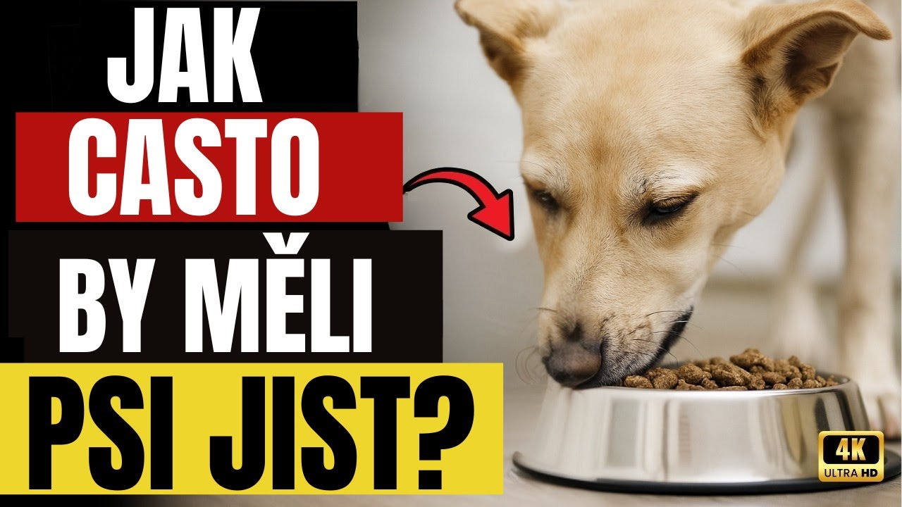 7 chyb, které děláte při krmení svého psa ⚠️