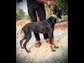 #doberman #youtube #ytshorts #pets #dog #dogbreed