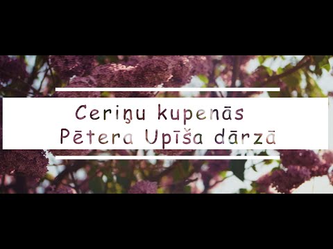 Ceriņu kupenās Pētera Upīša dārzā