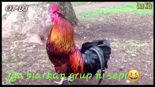 Ayam nyanyi lagu edan toro