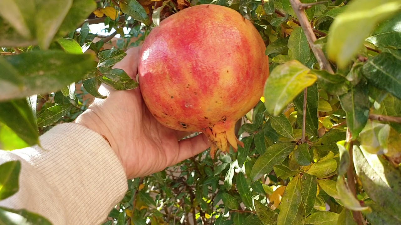 what alkali soil looks like YouTube