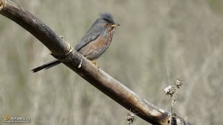 Curruca rabilarga. Dartford Warbler. (Sylvia undata). 20170111. Madrid. Spain