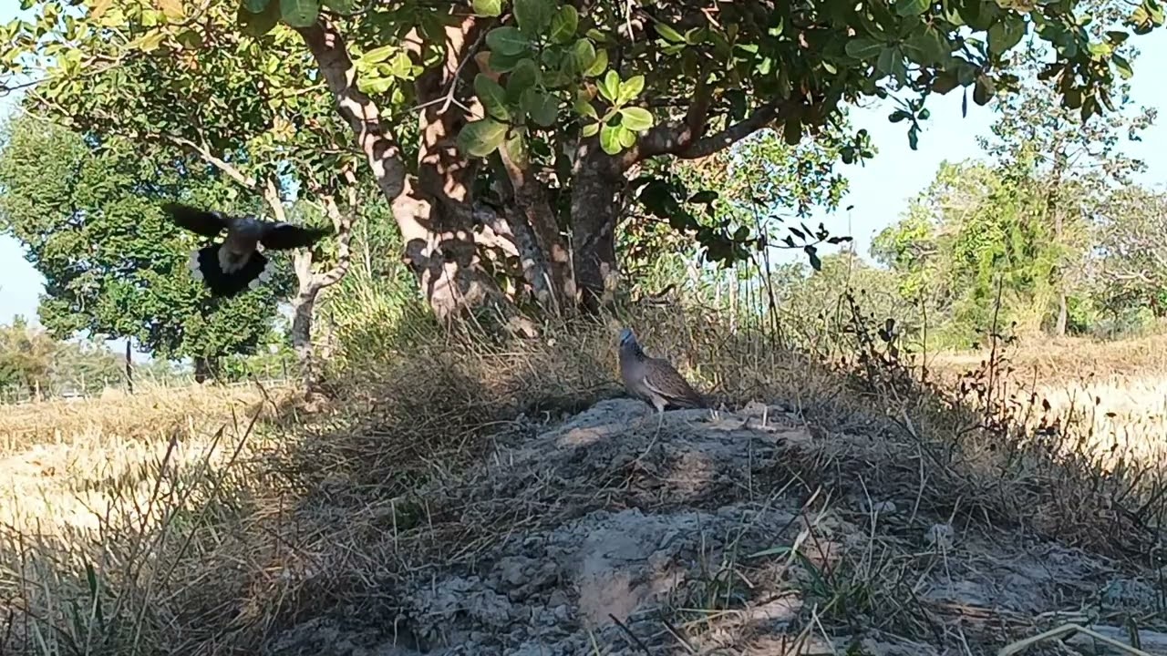 นกเขาใหญ่ต่อดิน เจ้าเพชรพันโท เก็บเชลยอีก1ตัวครับ