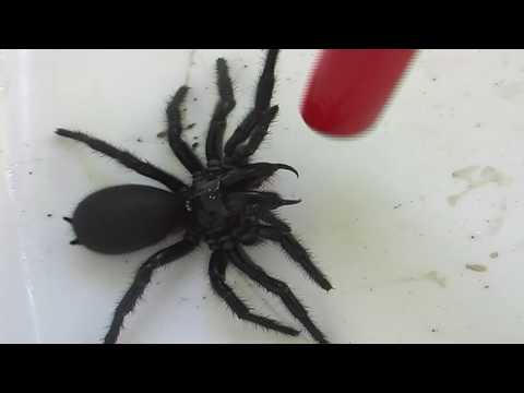Female Funnel Web Spider.mov