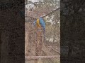 Masl deer park | Malsi deer park Dehradun | zoo Dehradun | Park in Dehradun@VarunPB02