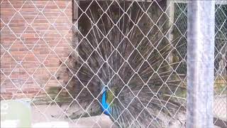 Pavão Gritando