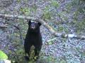black bear too close (bluffing)