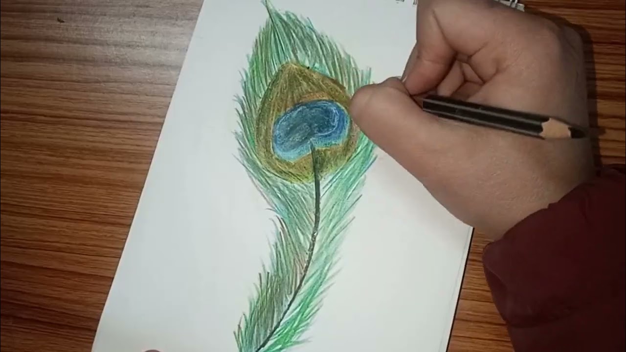 Peacock feather drawing.. 