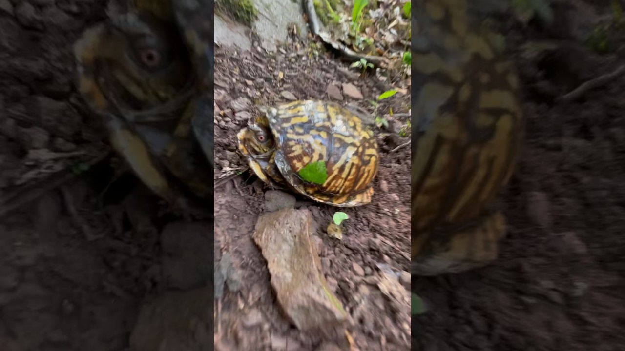 Almost ran into a trail friend 