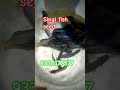 Naihati rajendrapur fish seed market 2025 singhi fish price #fish #fishmarket #naihati