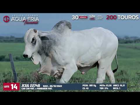 LOTE 14