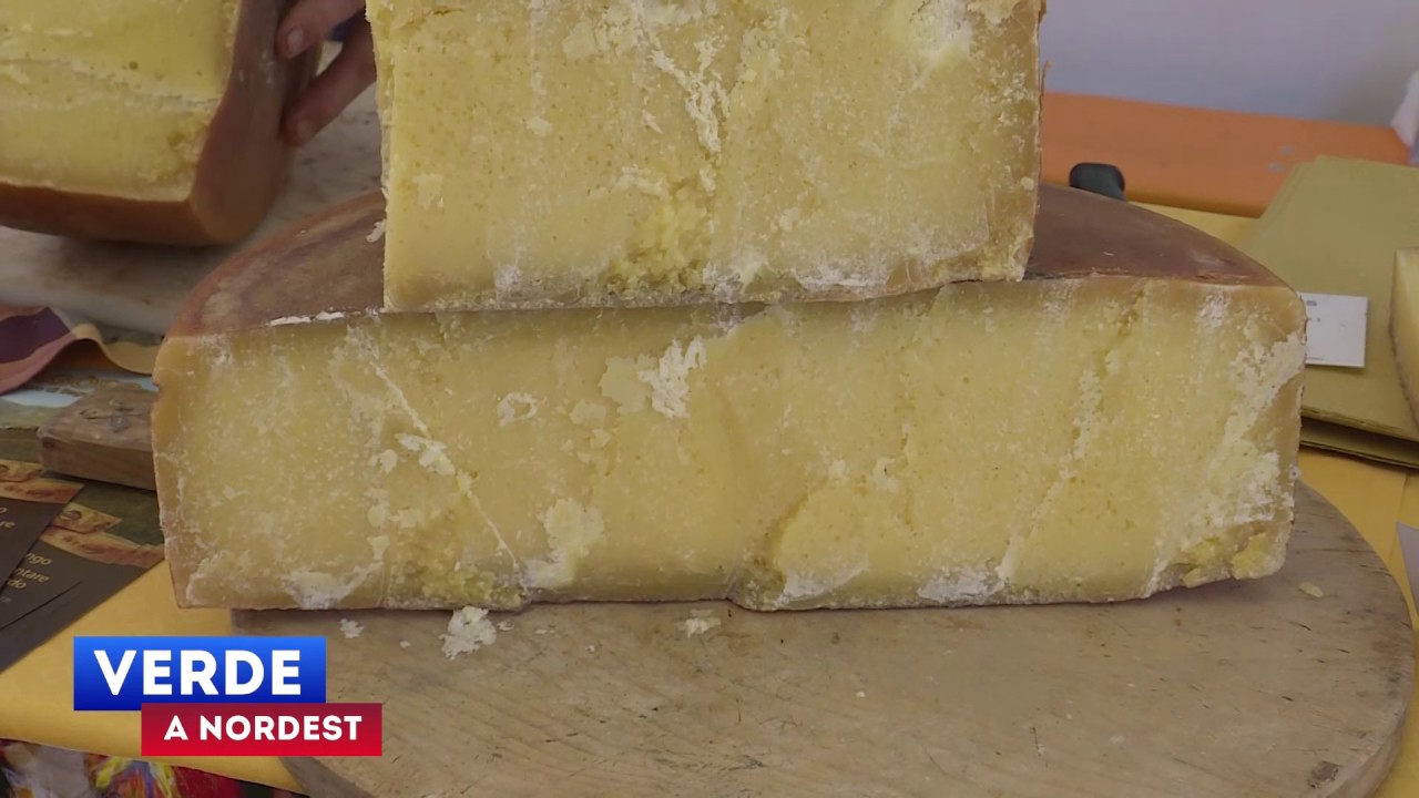 Formaggi della Montagna Veneta in mostra alla Malga Grappa