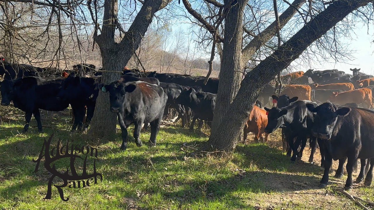 Перегон скота для выбора лучших пастбищ | Снижение стресса при обращении со скотом и управление п...