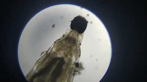 Direct evidence of root-knot nematode suppression; this technology is at a world-leading level;