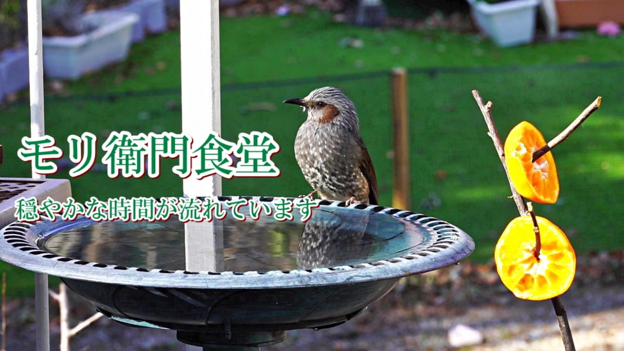 モリ衛門食堂 穏やかな時間が流れています #メジロ#ヒヨドリ#ヤマガラ#スズメ