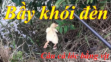 Câu cá lóc bằng vịt: con cá lóc giữ bầy khói đèn ít con | cá lóc đồng | câu cá miền tây | fishing