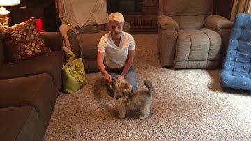 Training Oliver to Stop Resource Guarding Using Counterconditioning