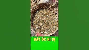 30 năm lướt ván trên bùn để bắt loài ốc kỳ dị