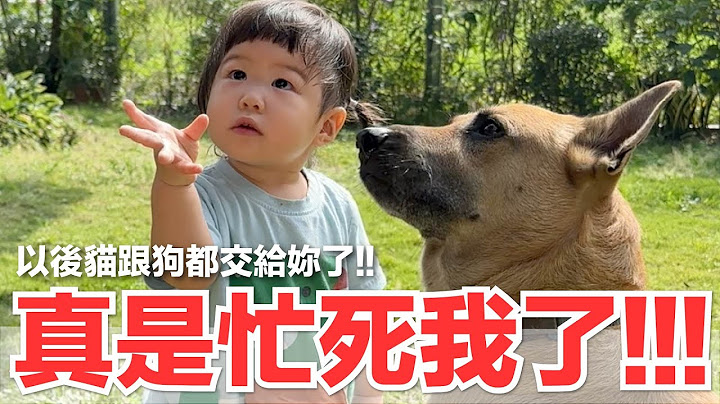 【好味小姐】真是忙死我了！！！以後貓跟狗都交給妳了！｜好味貓日常237