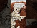 #cat #youtubeshorts #ytshorts #funny #tranding #trandingshorts #pets #funnycats #music #cute #funny