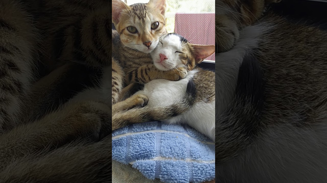 Hugging cats #catlife #cutecats #amazingcats #trending #cats 