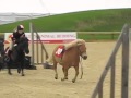 Shetland Pony Race