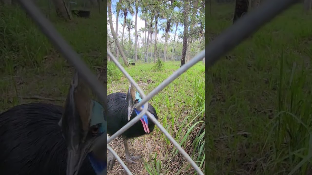 Meet Malachite the Southern Cassowary at EcoIs