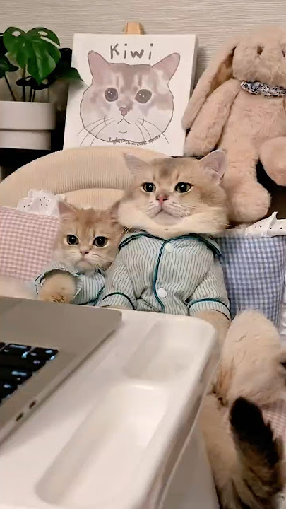 😾: siapa yang bersedia nampung kami woi? #kucinglucu #cat #kiwibritishcat