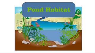 Pond Habitat