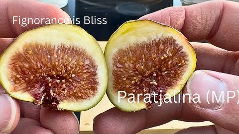 Paratjalina MP Main Crop 10/7/2025