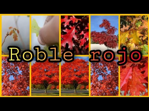 Video: Roble Rojo (34 Fotos): Nombres Canadienses De Hojas Rojas, Estadounidenses, Del Norte Y Otros De Quercus Rubra, Descripción De La Rapidez Con Que Crece El árbol