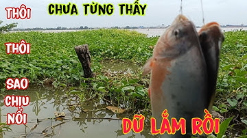 Câu cá sông!P2 móc thêm cái lỗ khác thì gặp toàn cá to cá khủng ngồi giựt không kịp đủ các loại cá
