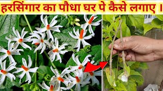 पारिजात की कटिंग लगाने का तरीका | Parijat ki kating kaise lagaye | Harsingar plant kaise lagaen