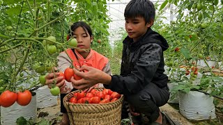 Homeless boy and poor girl harvest tomato garden, sell and buy meat - Homeless Boy