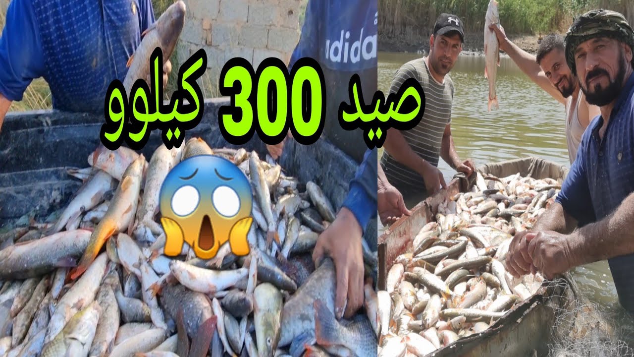صيد كميات كبيرة من الاسماك النهرية في ديالى