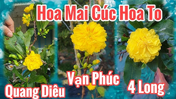 Mai Cúc Quang Diêu - Cúc Vạn Phúc - Cúc 4 Long - Dòng Mai Cúc Hoa To - 09.01.2022