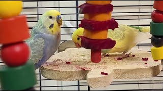 9 hours of happy budgie sounds for relaxation