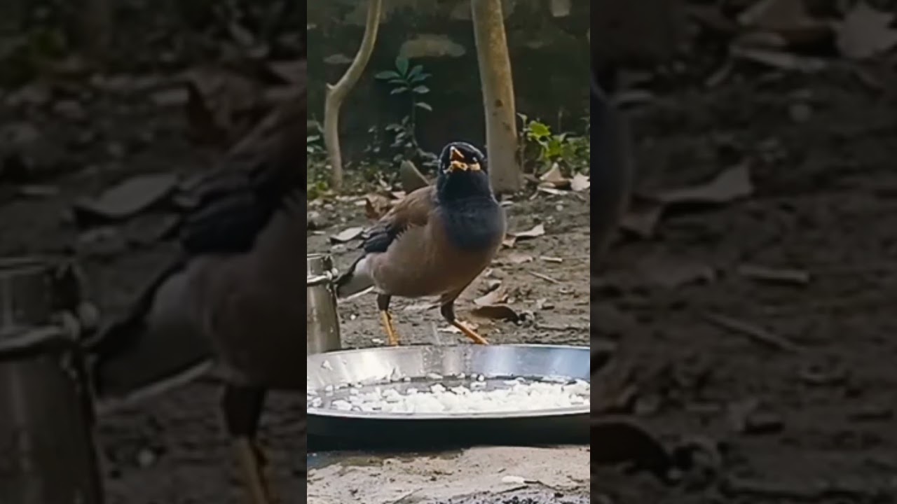 Original sound of maina bird