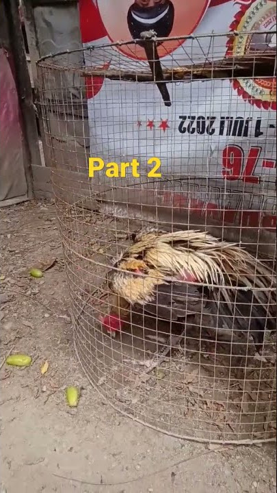 Bang jago semi Thailand part 2#Short.