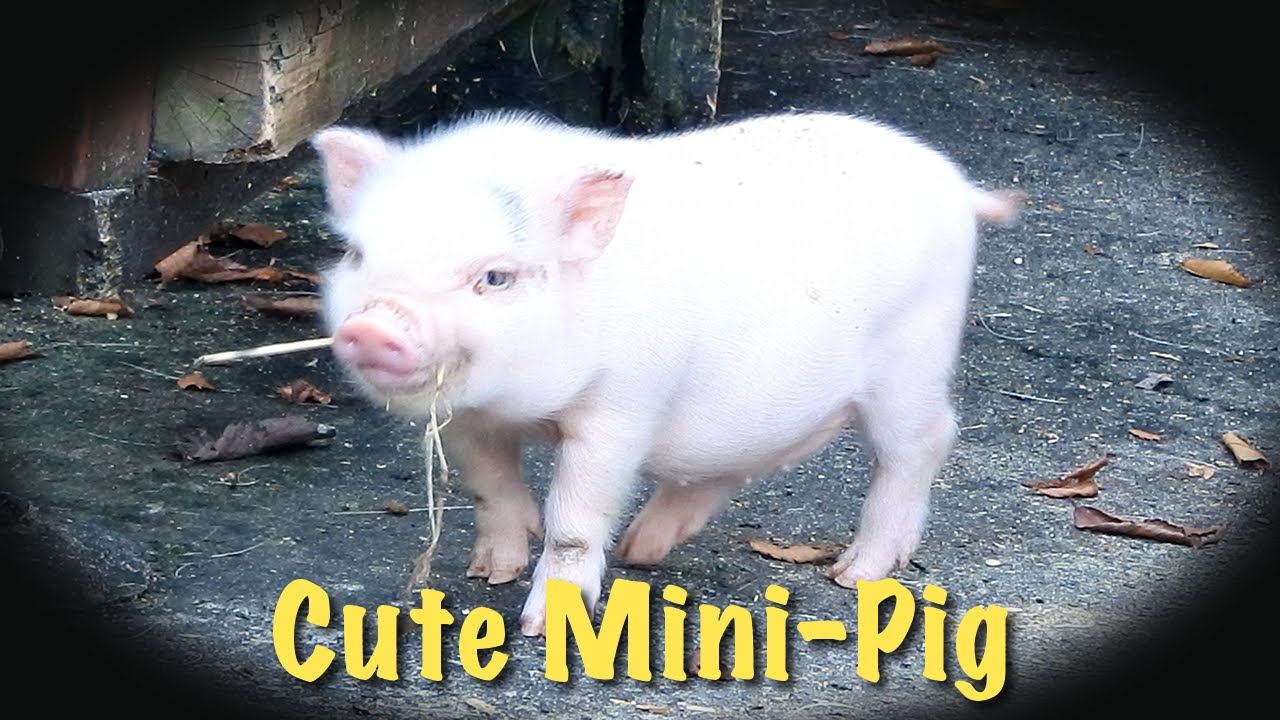 ミニブタの赤ちゃん 三匹の子豚 ぶた かわいい Cute Mini Pig Youtube