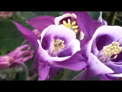 Многолетники, которые украсят любой палисадник!