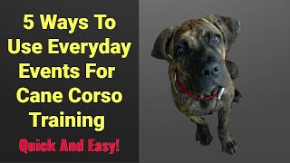 5 Ways To Use Everyday Events To Train Your Cane Corso