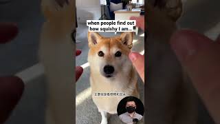 挑选网红柴犬秘籍#柴犬宝宝 #豆柴 #小奶狗