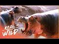 Why Hippos Are One Of The Most Dangerous Animals | The Dark Side Of Hippos | Real Wild