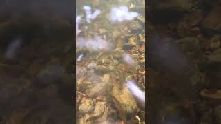 Хариус под ногами! #рыбалка #fishing #ловляхариуса