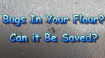 Bugs In The Flour Can It Be Saved?