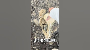 The seashell forest REALLY delivered #shells #seashells #shelling