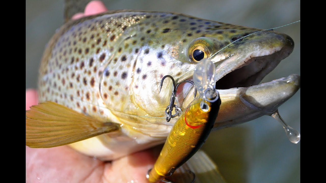 Dynamic Triple Header!