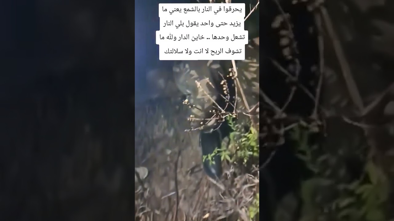 خطير وعاجل يحاولون خرق الجزائر