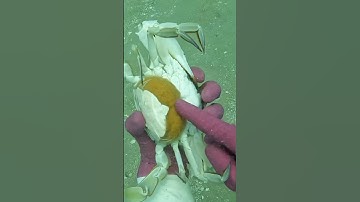 Bắt được con Ghẹ đang mang bầu và cái kết | Cảnh 86 #lặnbiển